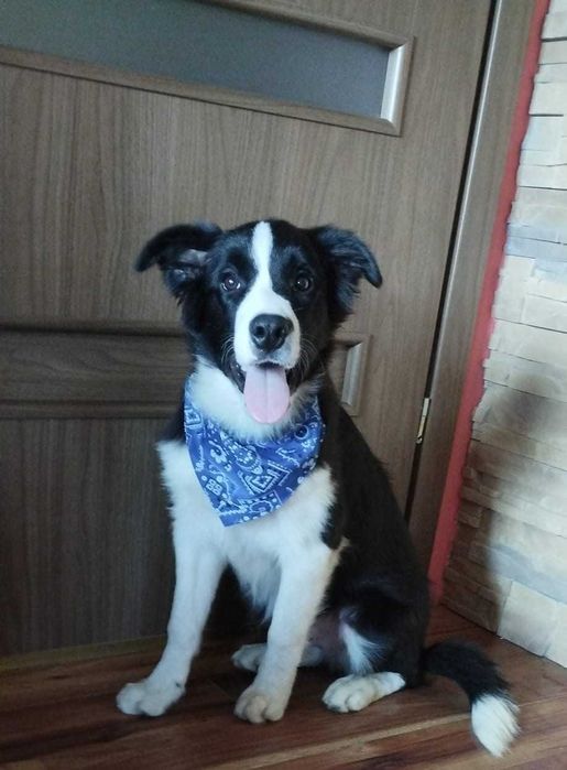 Border Collie piesek szczeniak  czarno -biały:-) badania genetyczne, gotowy do nowego domku