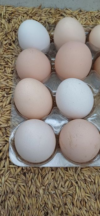 Jajka od szczęśliwych kurek