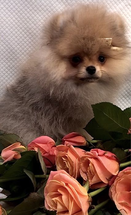 Ляльковий хлопчик КСУ.Львів.