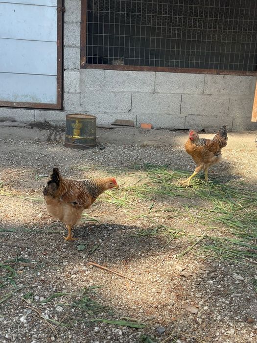 Vendo dois frangos