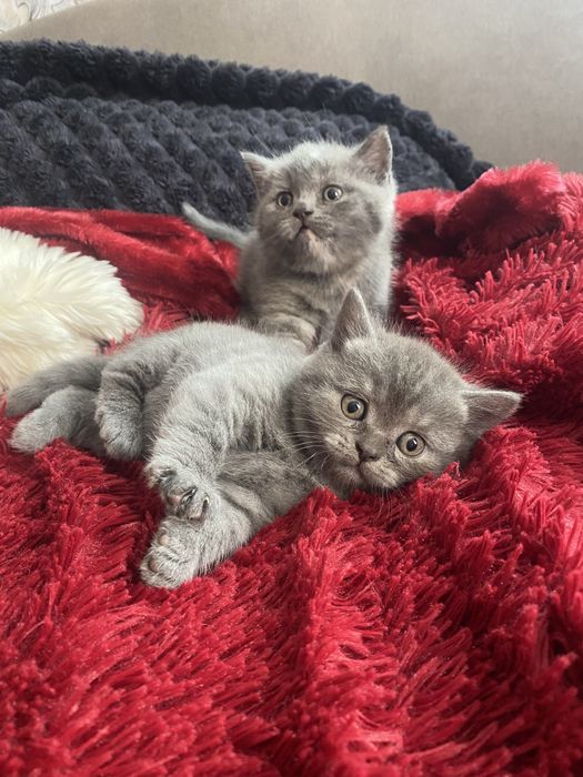 Британские котята скотиш страйт