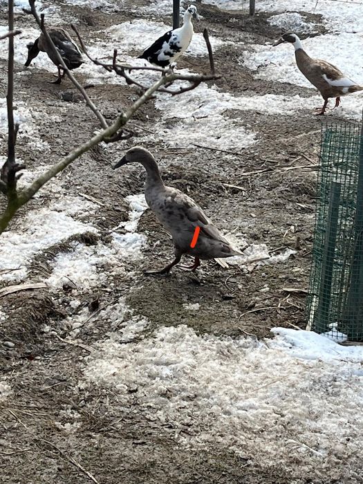 Kaczki i kaczory  BIEGUS INDYJSKI z Czubkiem