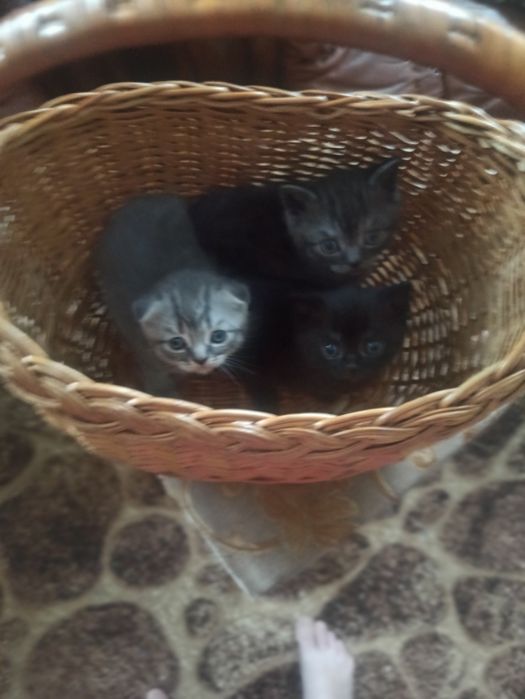 Пропоную чистокровних шотландських кошенят недорого.