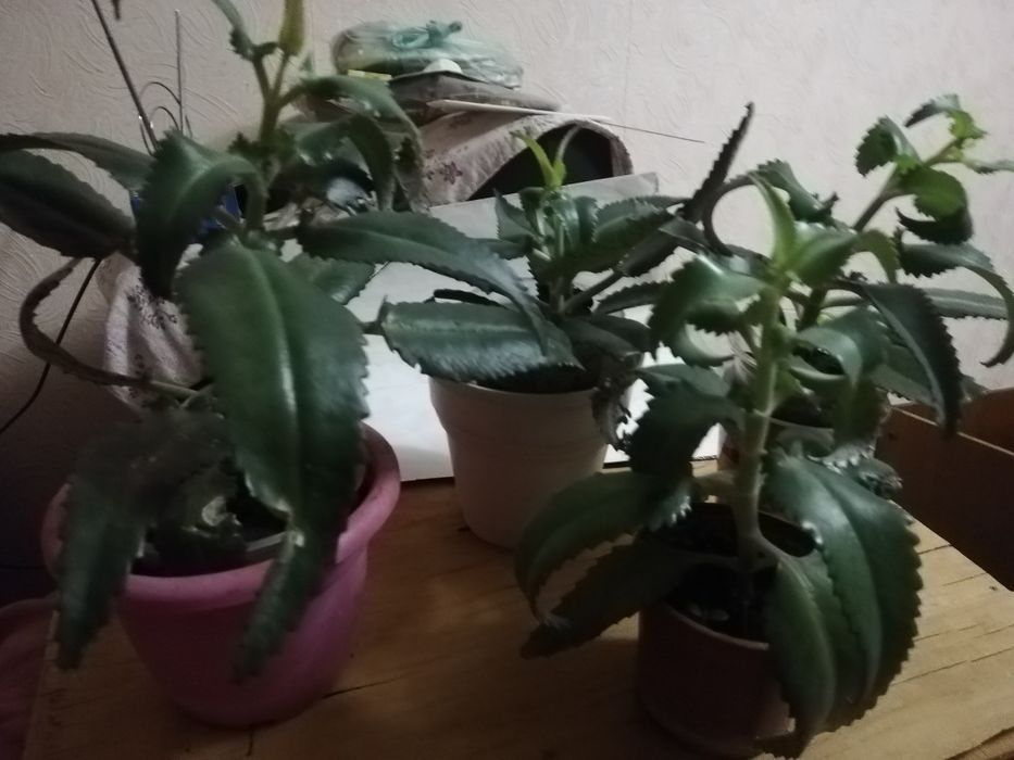 Каланхое. Столетник. денежное дерево.