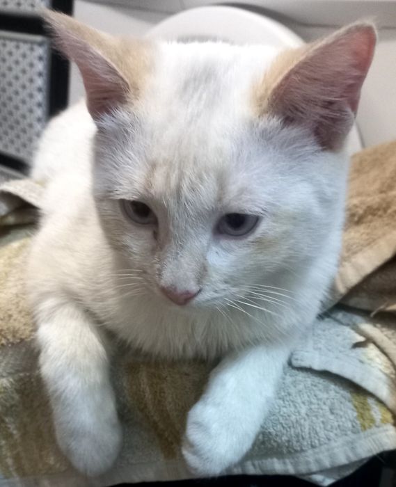 Віддам котика в добрі руки