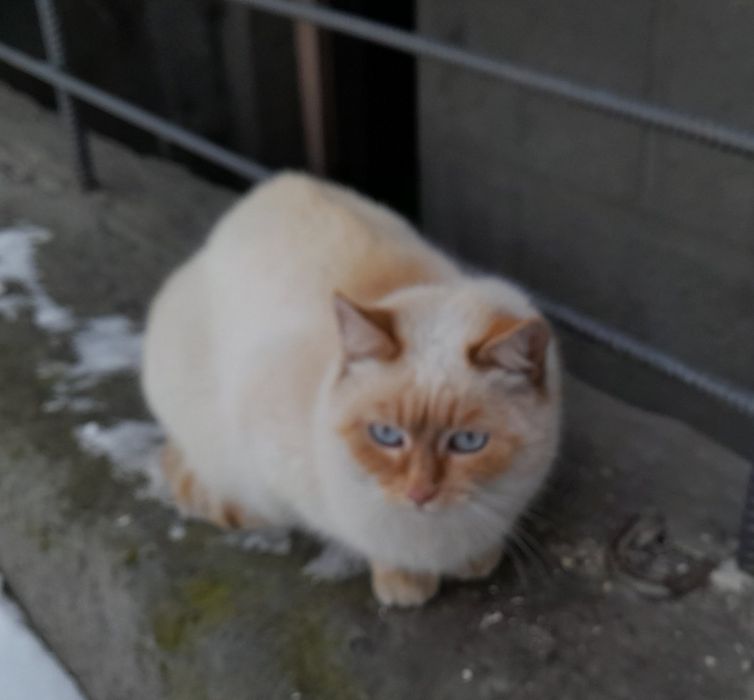 Віддам у хороші руки