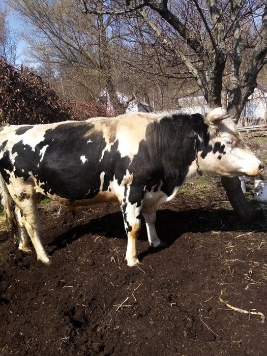 Продам. Бичек 2,5 роки