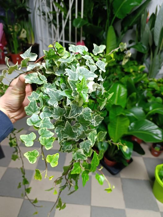 Hedera Helix White Wonder - bluszcz P12