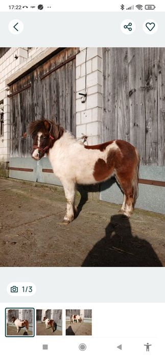 Kucyk, ogier,zaprasza