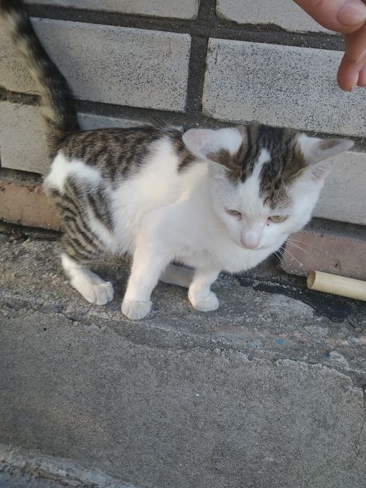 Безплатно отдам маленьких  котят с доставкой