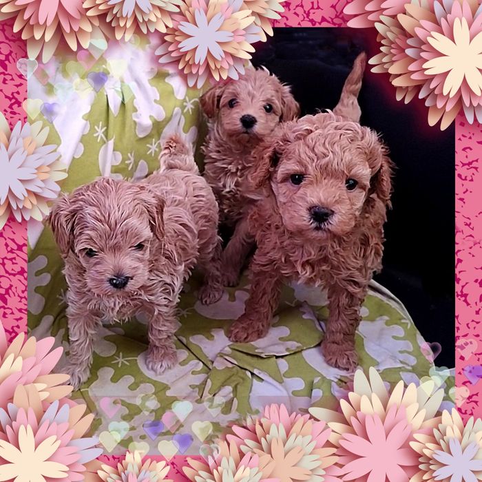 Дівчинка мальтіпу F1 стандарт 4-5,5кг породні, ошатні з повним пакетом документів. Щеплені за віком, здорові, гарні та виховані!