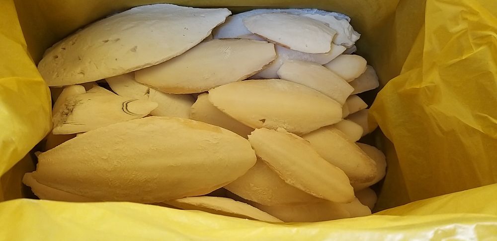 Osso de choco. Cálcio para aves, tartarugas e répteis.