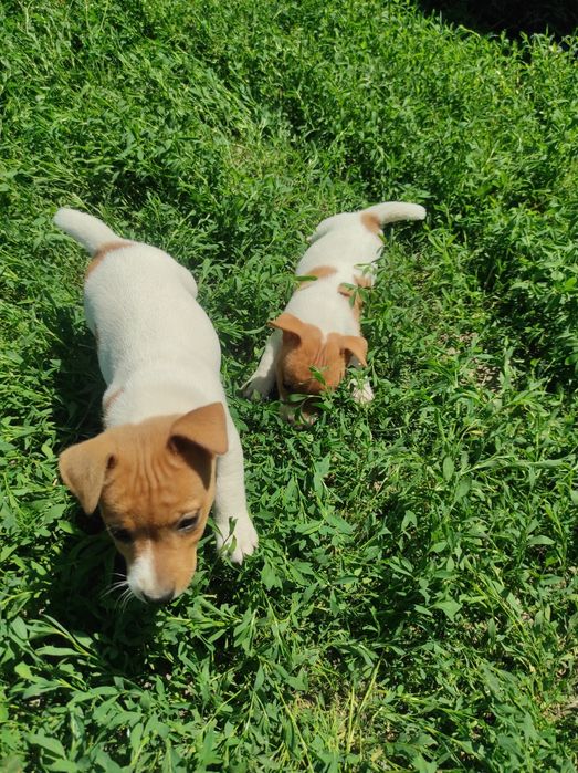 Щенки Джек Рассел тер'єр девочки