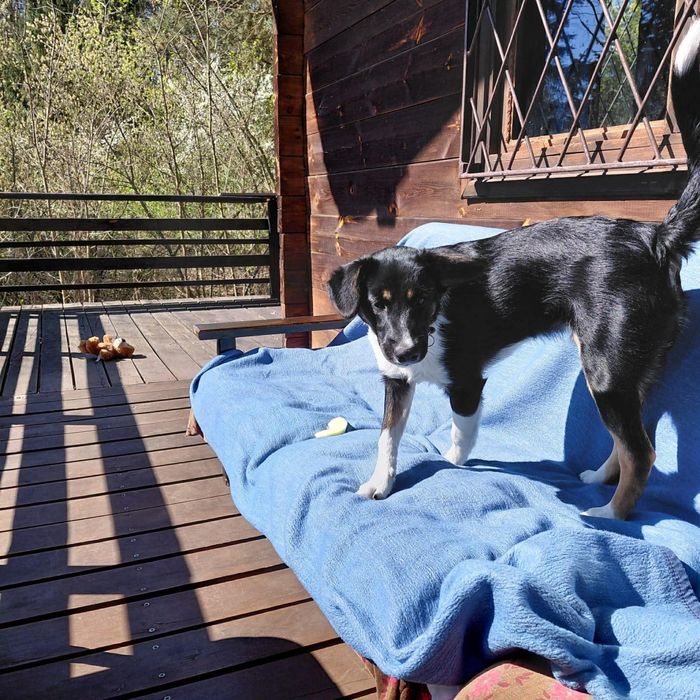 Piekna psina szula swojego pana