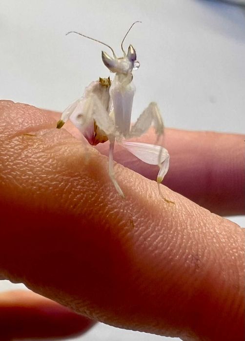 Modliszka storczykowa Hymenopus coronatus L2/3