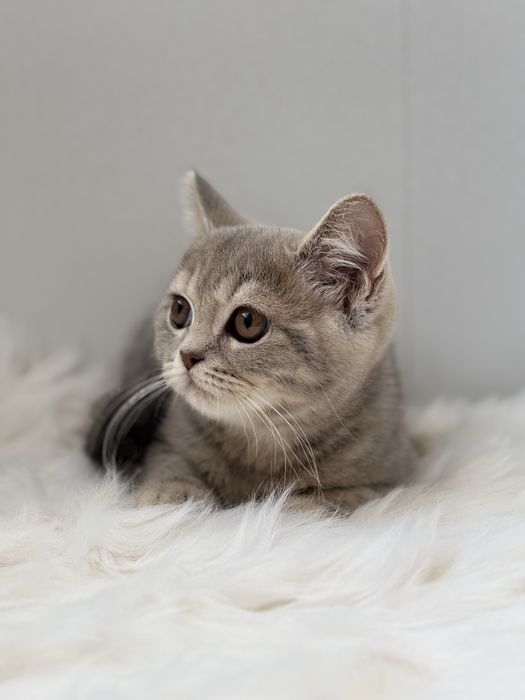 Скоттиш страйт мальчик лиловый табби Шотландец котик