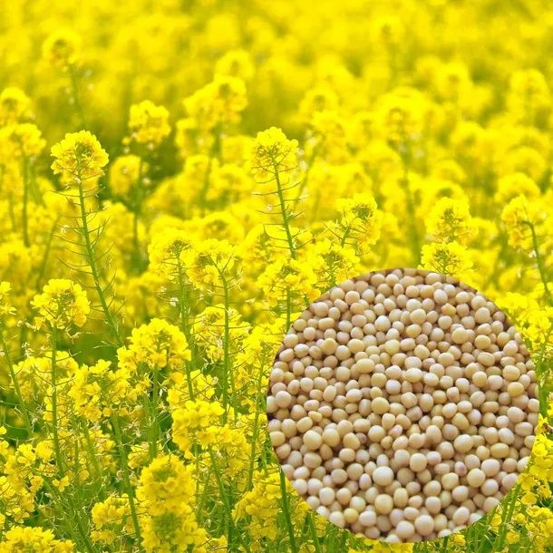 Gorczyca na   poplon do siewu