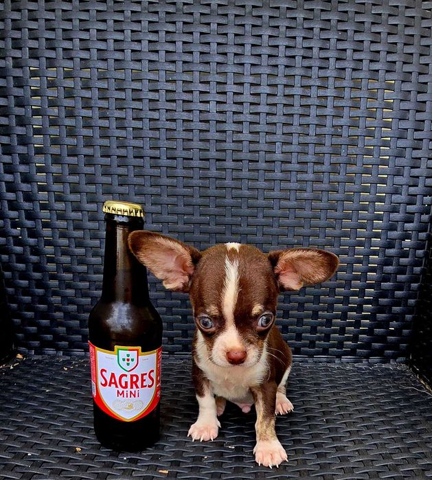 Chihuahua Macho cor Chocolate bem pequenino