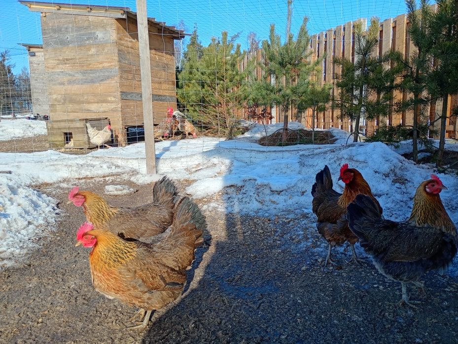 Jaja lęgowe  zielononóżki