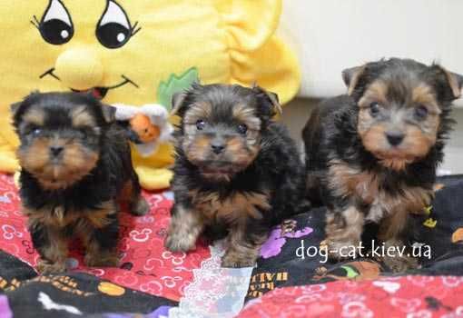 Чудесный йорки мальчик. Светленький! Киев.