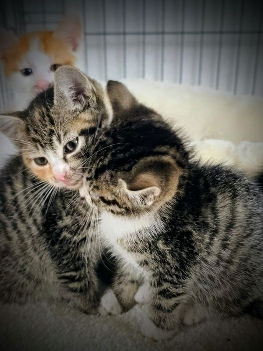 Uratowane maluszki niczym Atomówki,trikolor bura ruda