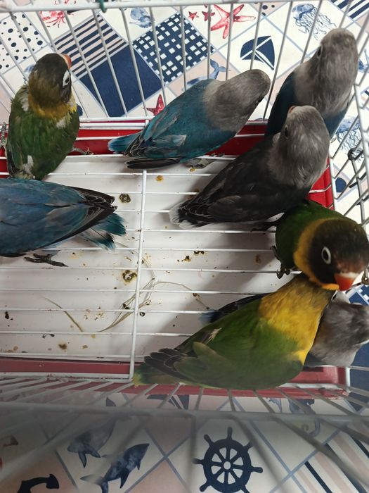 Agroponis 4 azuis 2 caturra bebés e 1 já a comer sozinha