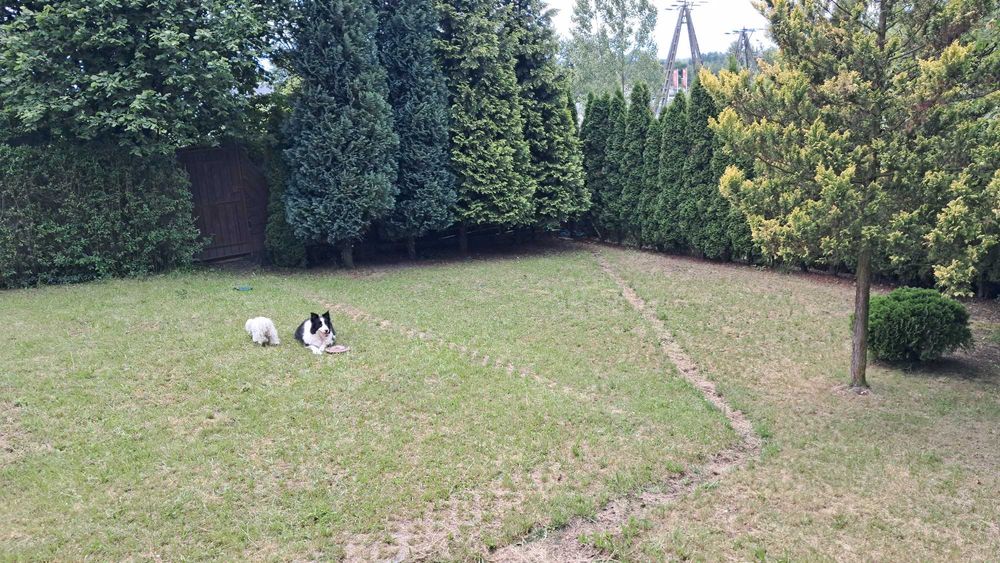 Ogródek działkowy ROD WYPOCZYNEK Będzin duży zadbany 323 m² blisko boczne wejście - Widok 2