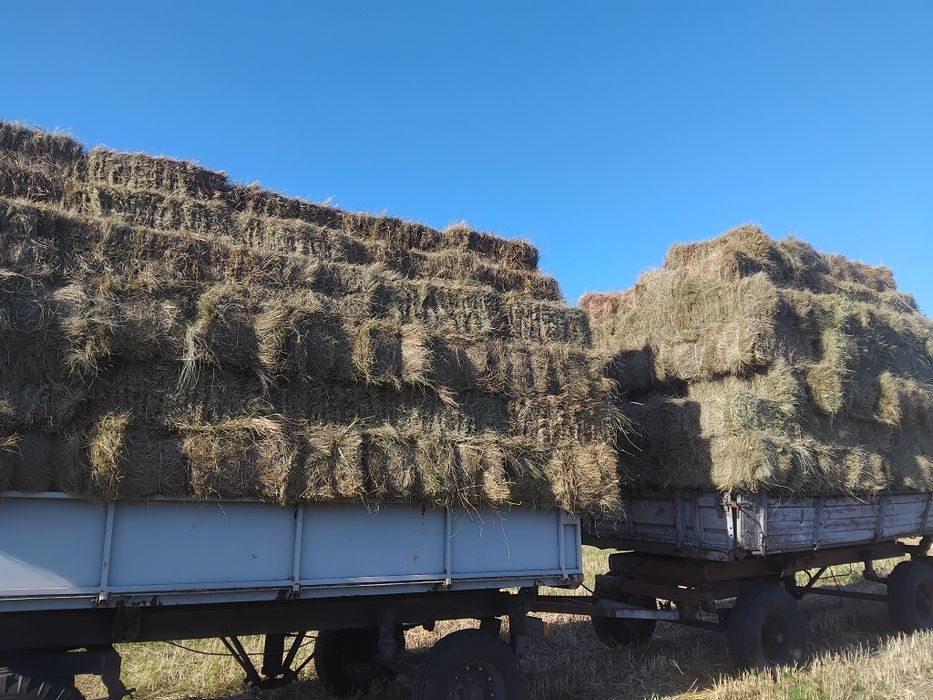 Сіно в тюках лугове