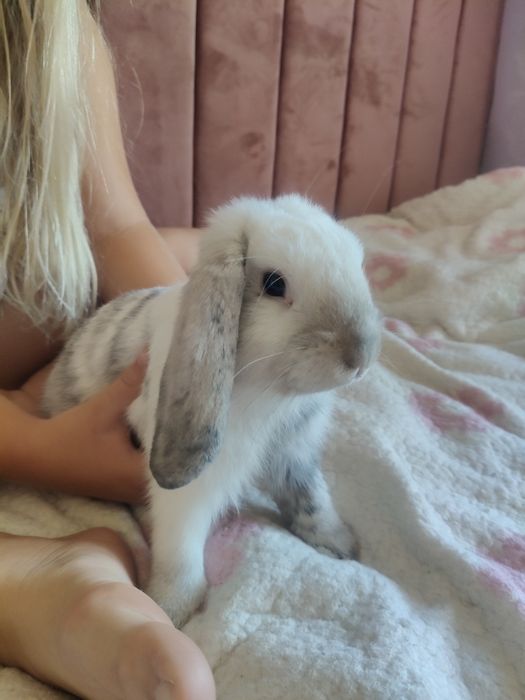 Mini Lop królik 5 m-cy klatka