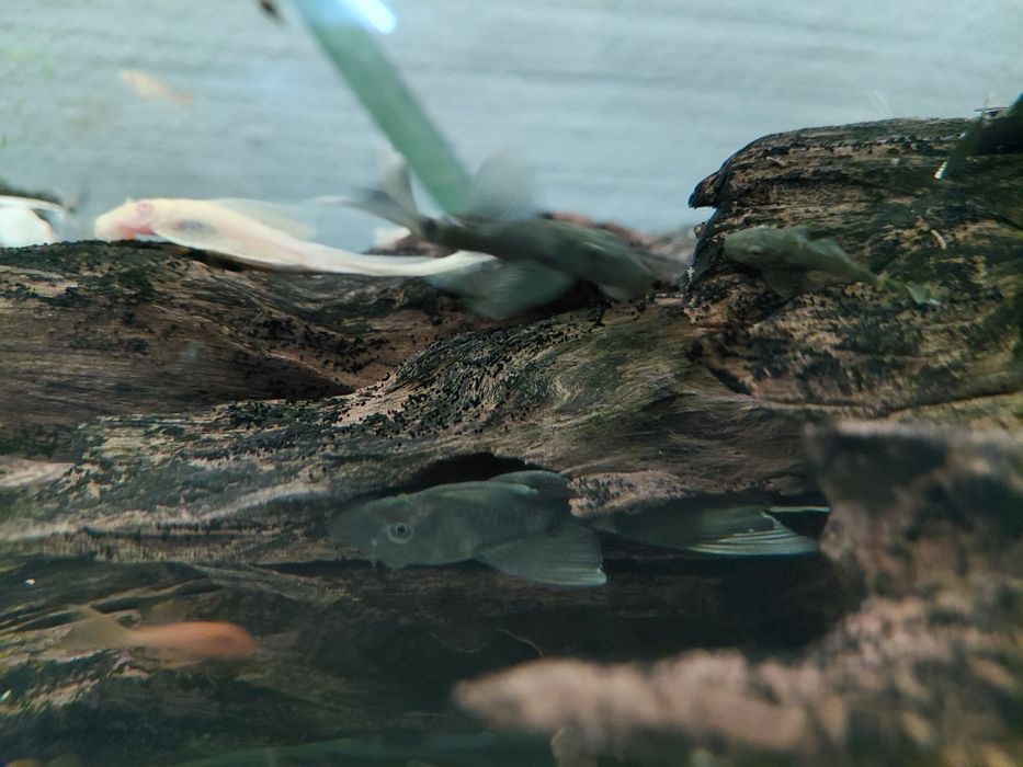 Dragon green zbrojnik male 3-5cm