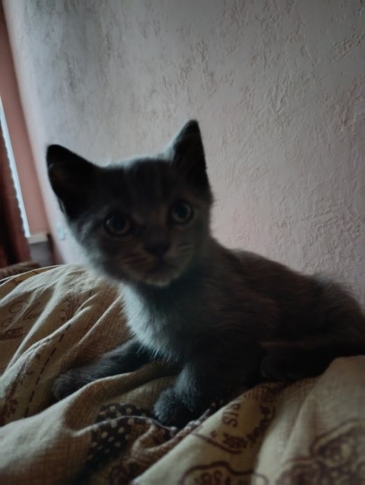 Котёнок мальчик ищет дом