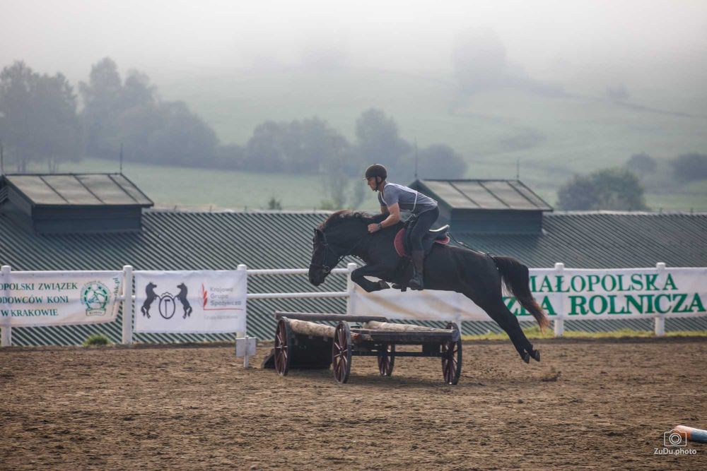 Stanówka ogierem Grymas-O huculskim krycie hucuł huculski ogier hucuł