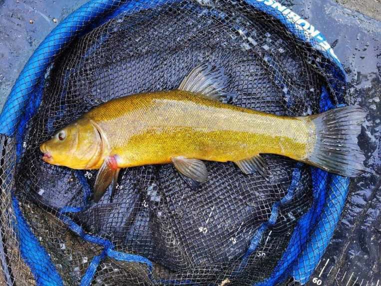 Narybek i kroczek. Karp, lin, karaś