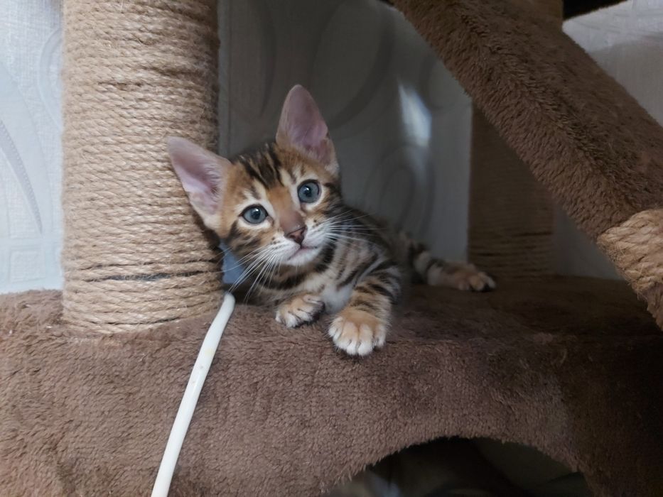 В'язка бенгалський кіт