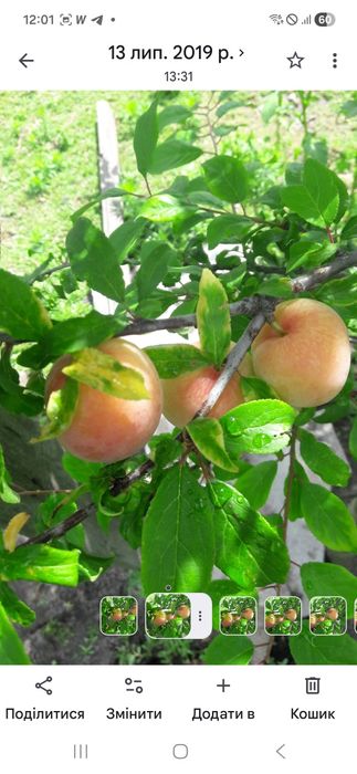 Продається будинок від власника з садом і великим городом
Київська обл