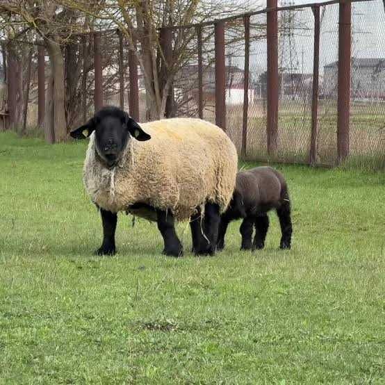 Овцы суфолк сафолк