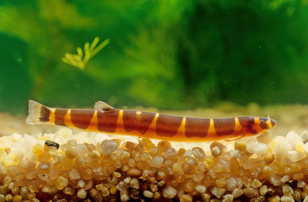 Piskorek GOLD sklep zoologiczny GRUBY KOCUR ul.Leska 2 Rzeszów