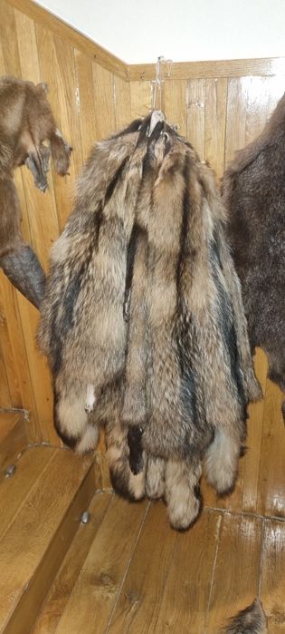 Skóra z jenota nowa