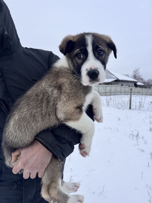 Метис алабая хлопчик цуцик безкоштовно