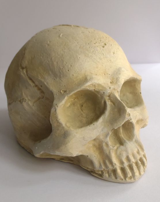 Czaszka do terrarium