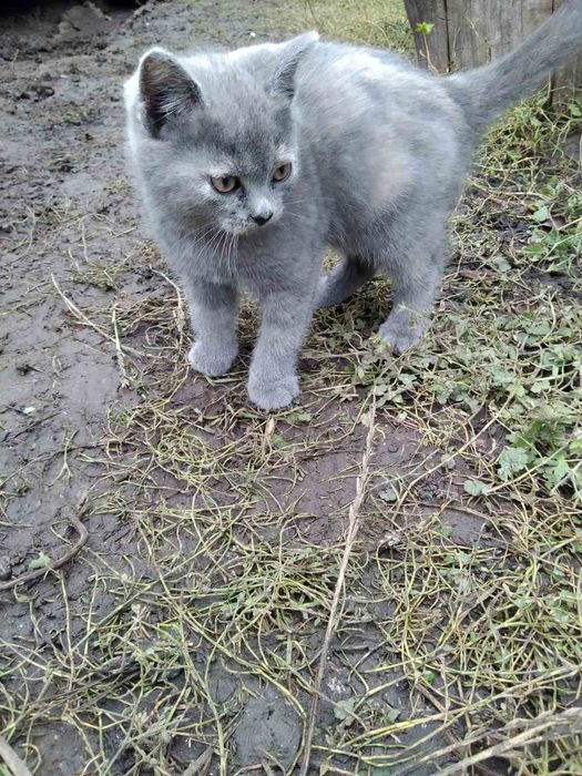 Киці в добрі руки