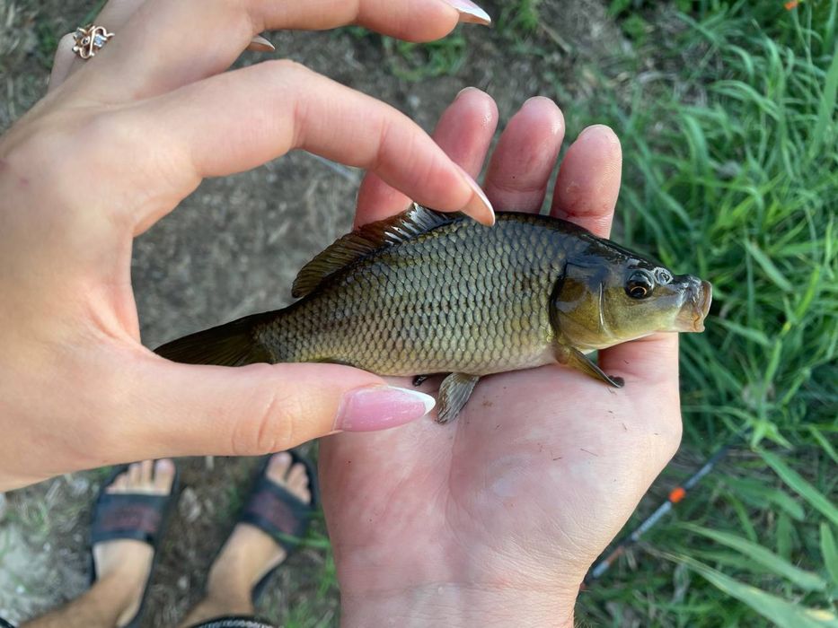 Рибна ферма пропонує однорічку коропа