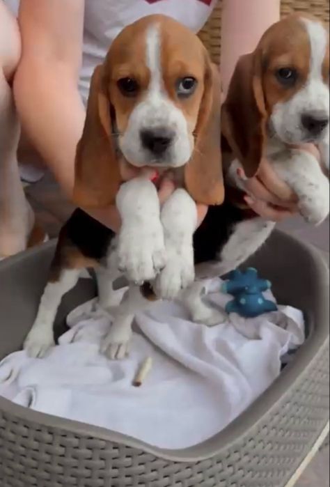 Beagle tricolr- możliwy paszport!