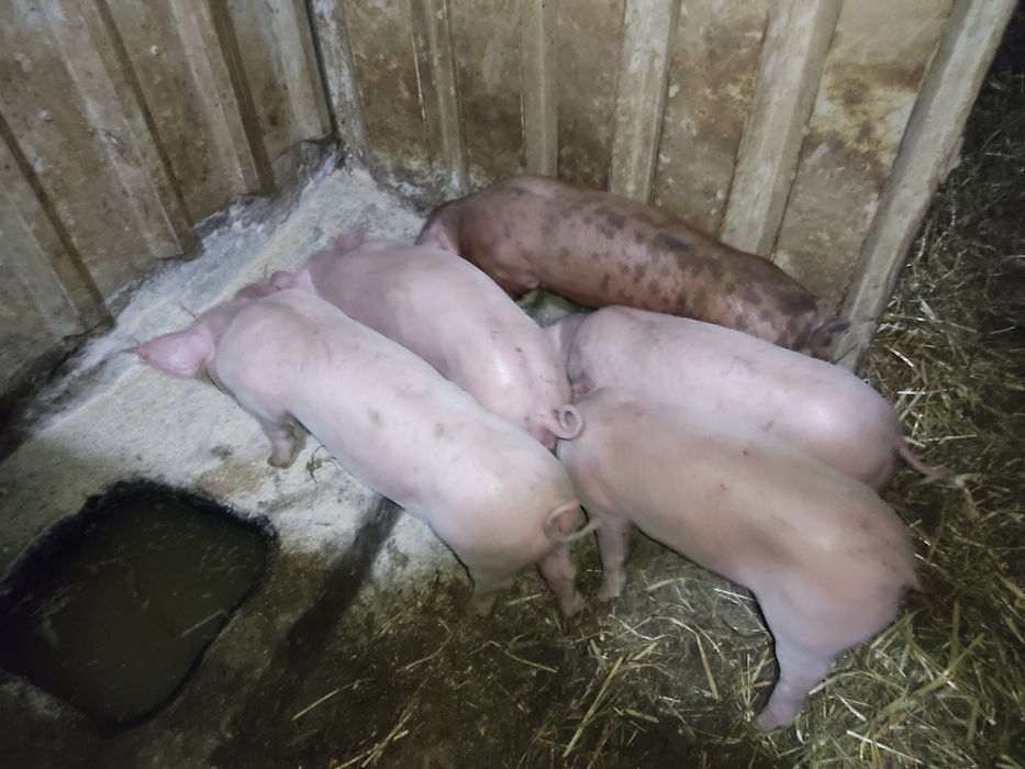 Porco bisaro com pietran