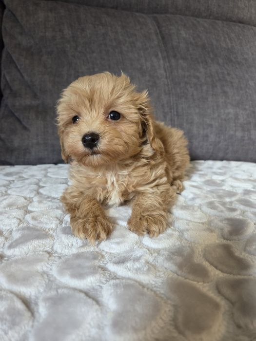 Maltipoo piesek suczka szczeniak