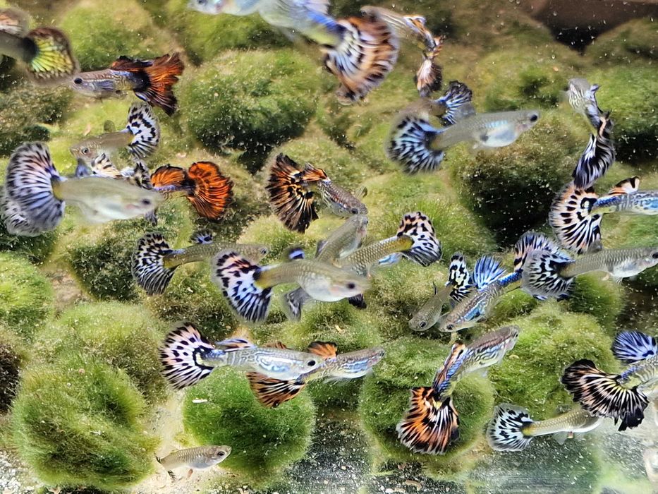 Gupiki Red i Blue Ivory ,wlasna hodowla