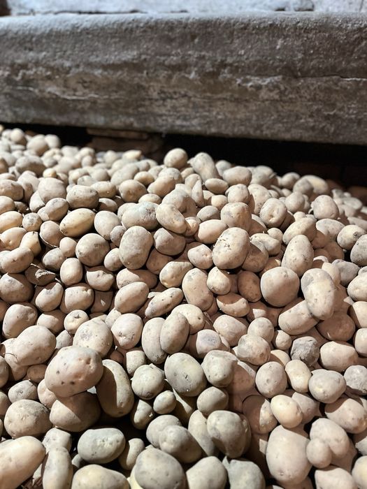 Ziemniaki Soraya,  możliwość sprzedaży  wielkości  sadzeniaka