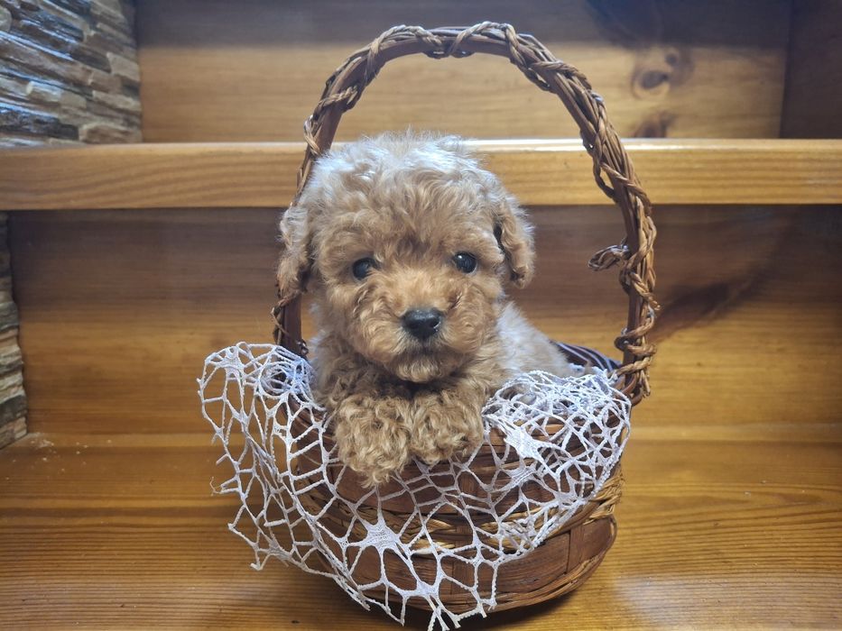 Микро Пудель девочка!