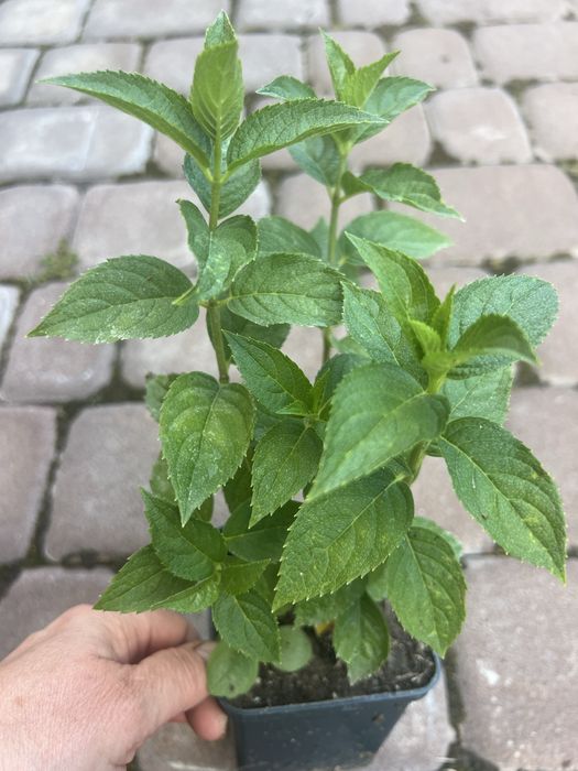 Гортензія волотиста Літл лайм