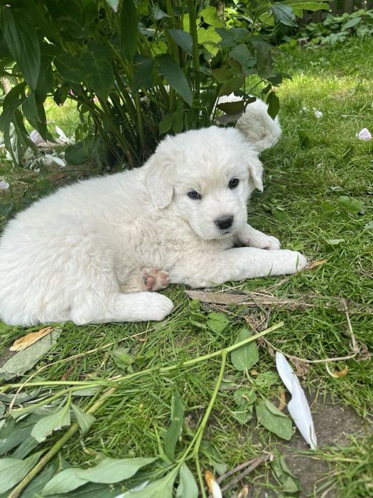 Owczarek podhalański